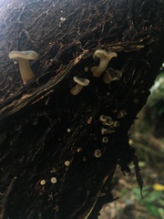 Agaricales