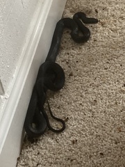 Pantherophis alleghaniensis