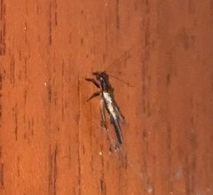 Homoeoxipha lycoides