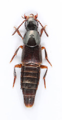 Quedius rusticus