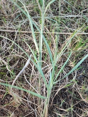 Panicum racemosum