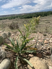 Mentzelia chrysantha