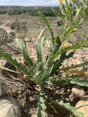 Mentzelia chrysantha