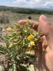Mentzelia chrysantha