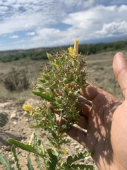 Mentzelia chrysantha