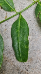 Flindersia australis