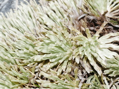 Celmisia sessiliflora