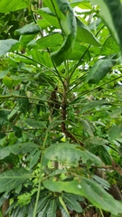 Flindersia australis