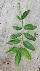 Flindersia australis