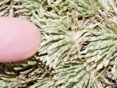 Celmisia sessiliflora