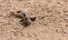 Papilio echerioides echerioides