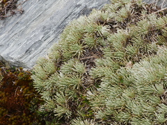 Celmisia sessiliflora