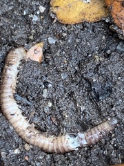 Cylindroiulus caeruleocinctus