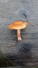 Cortinarius americanus