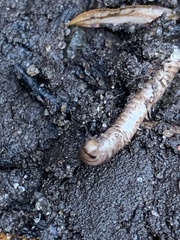 Cylindroiulus caeruleocinctus