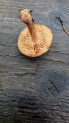 Cortinarius americanus