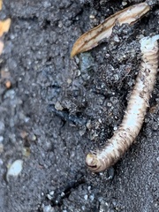 Cylindroiulus caeruleocinctus