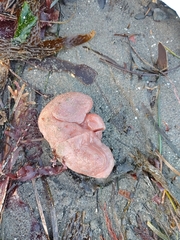 Aplidium californicum