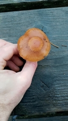 Cortinarius americanus