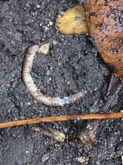 Cylindroiulus caeruleocinctus