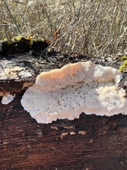Trametes hirsuta