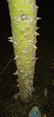 Ceiba pentandra