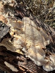 Trametes hirsuta