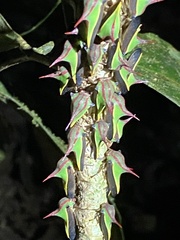 Umbonia spinosa