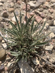 Penstemon auriberbis