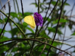 Phoebis neocypris