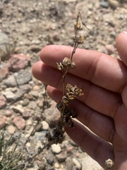 Penstemon auriberbis