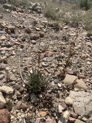 Penstemon auriberbis