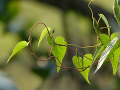 Ipomoea clarkei