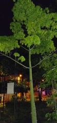 Ceiba pentandra