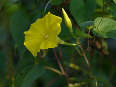 Ipomoea clarkei