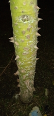 Ceiba pentandra