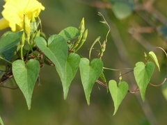 Ipomoea clarkei