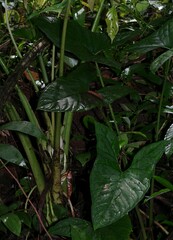 Xanthosoma granvillei
