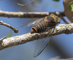 Macrotristria intersecta