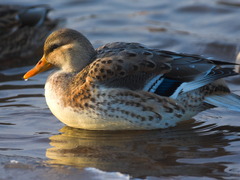 Anas platyrhynchos domesticus