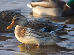 Anas platyrhynchos domesticus