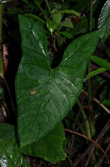Xanthosoma granvillei