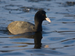 Fulica atra