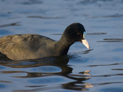 Fulica atra