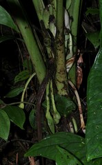 Xanthosoma granvillei