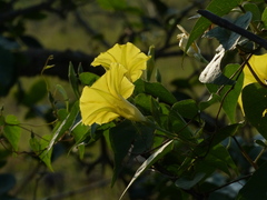 Ipomoea clarkei