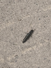 Thyreocephalus