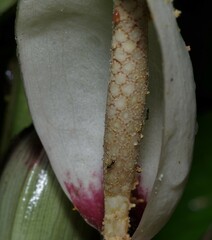 Xanthosoma granvillei