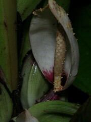 Xanthosoma granvillei