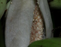 Xanthosoma granvillei